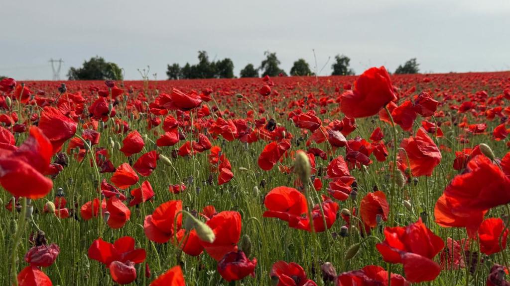 Las amapolas que causan furor en Valladolid