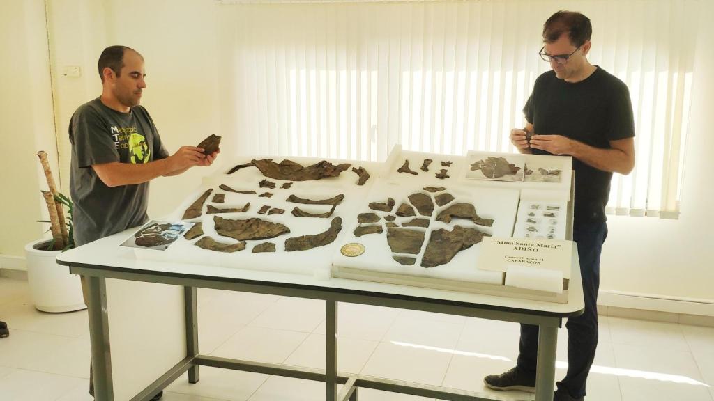 Región dorsal y ventral del caparazón del nuevo ejemplar de tortuga primitiva procedente de Ariño