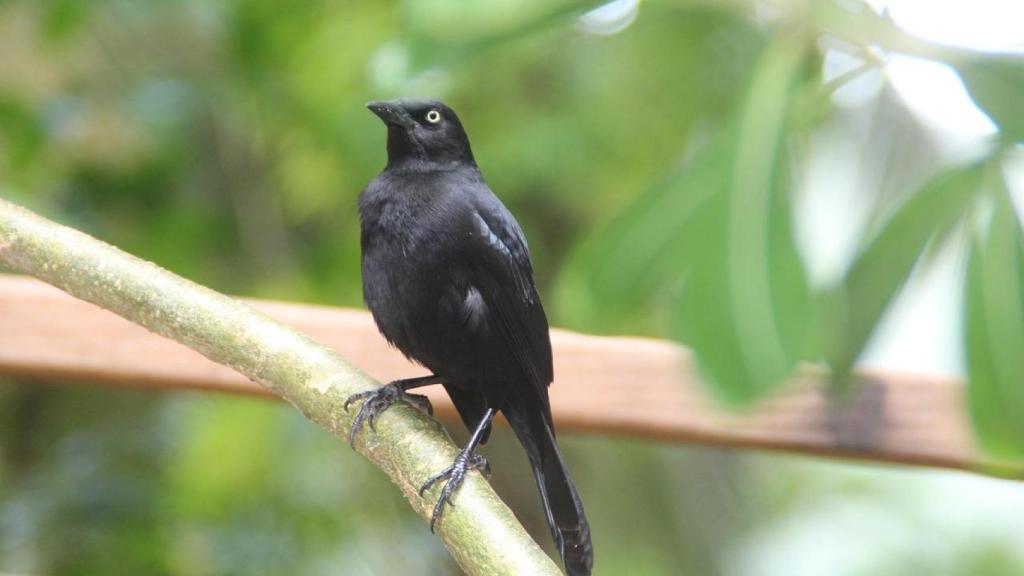 La fauna de Barbados.