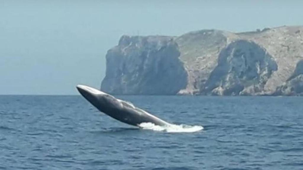 Una ballena saltando en el Cabo de San Antonio.