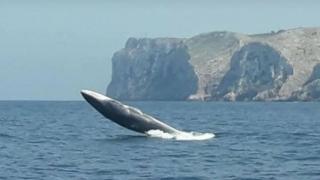 Una ballena saltando en el Cabo de San Antonio.