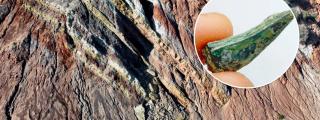 Rocas del Triásico, junto con un fósil de diente de arcosaurio de gran tamaño