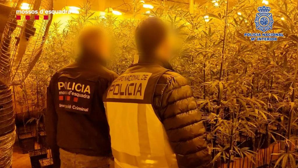 Un agente de la Policía Nacional y otro de los Mossos d'Esquadra, en una operación conjunta reciente que concluyó con la desarticulación de una célula china dedicada al cannabis.