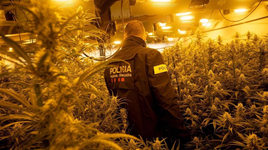 Un agente de la División de Investigación Criminal de los Mossos d'Esquadra, durante un registro reciente de una plantación de cannabis en Manresa.
