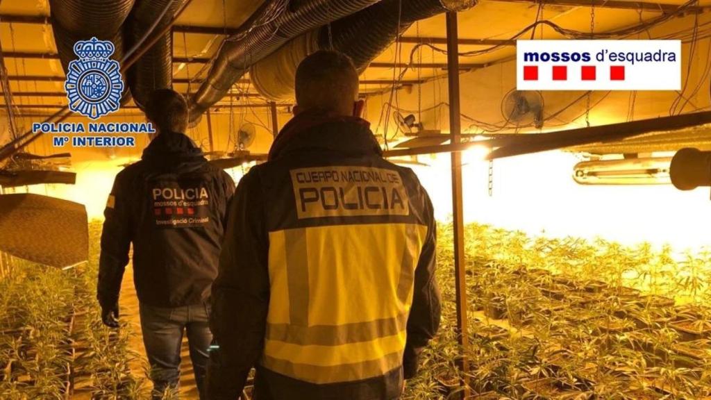 Imagen de archivo de la operación conjunta de Policía Nacional y Mossos que hizo caer a la Bang de Fujiang.