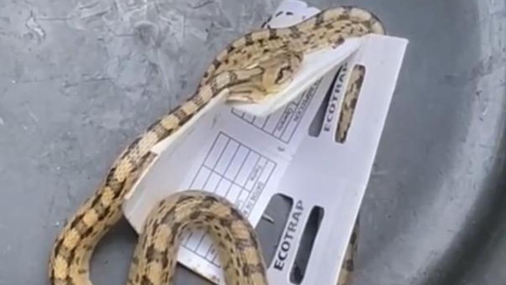 Aparece una serpiente en un centro de salud.