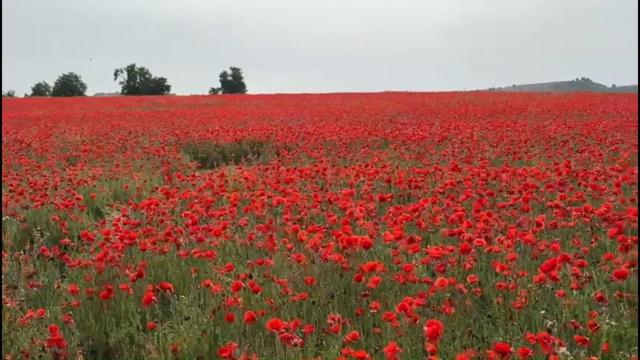 Campo de amapolas en Valladolid