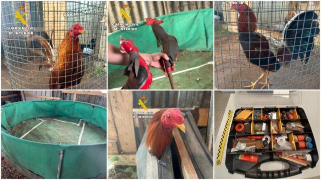 Imagen de los gallos, ring y útiles que usaban en las peleas.