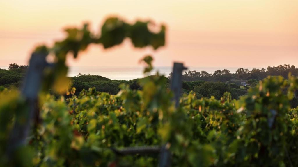 Viñas de Minuty, en La Provenza.