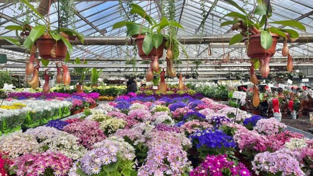 Una de las partes de Viveros Shangái.