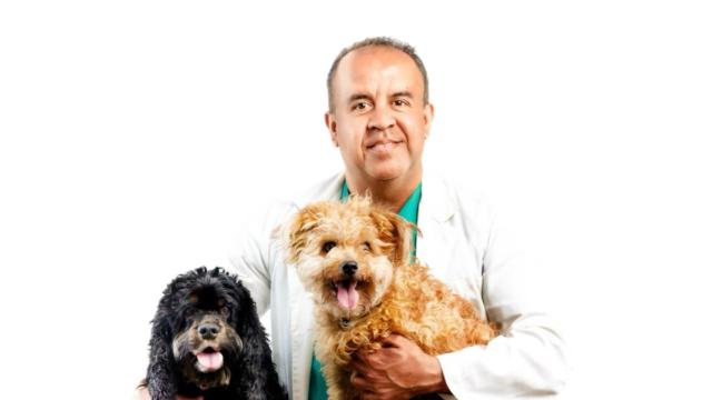 Soy nutricionista canino y no recomiendo una dieta con solo pienso: Es problemático tanto si lo come en exceso, como si no