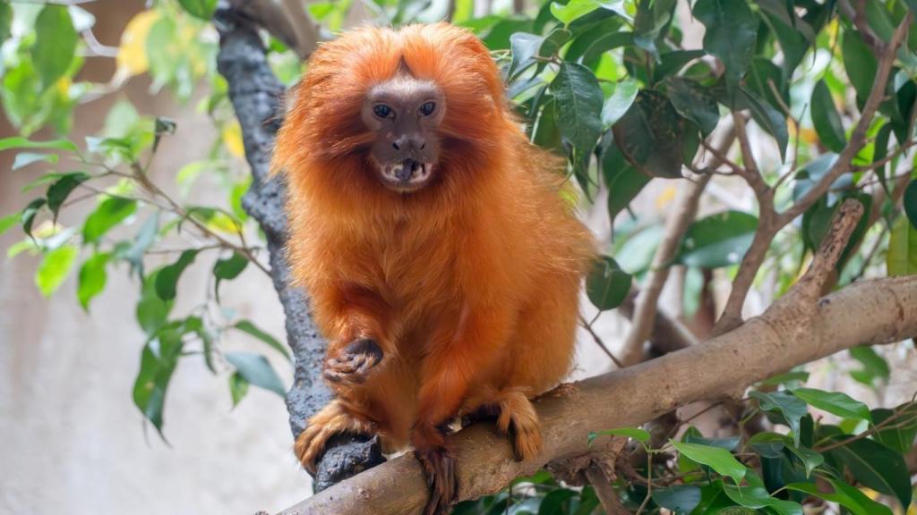 El tití león dorado de Bioparc Fuengirola.