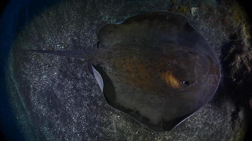 Una raya captada por ANSE sobre la arena de Portmán.