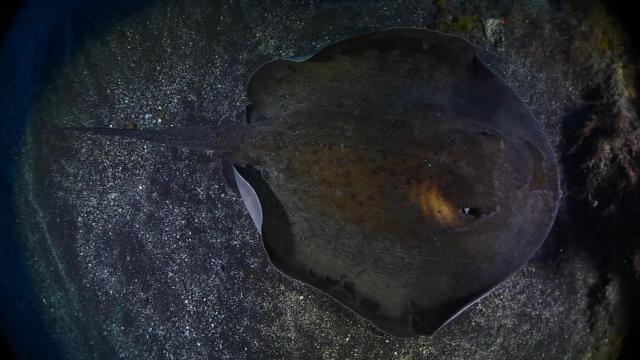 Una raya captada por ANSE sobre la arena de Portmán.