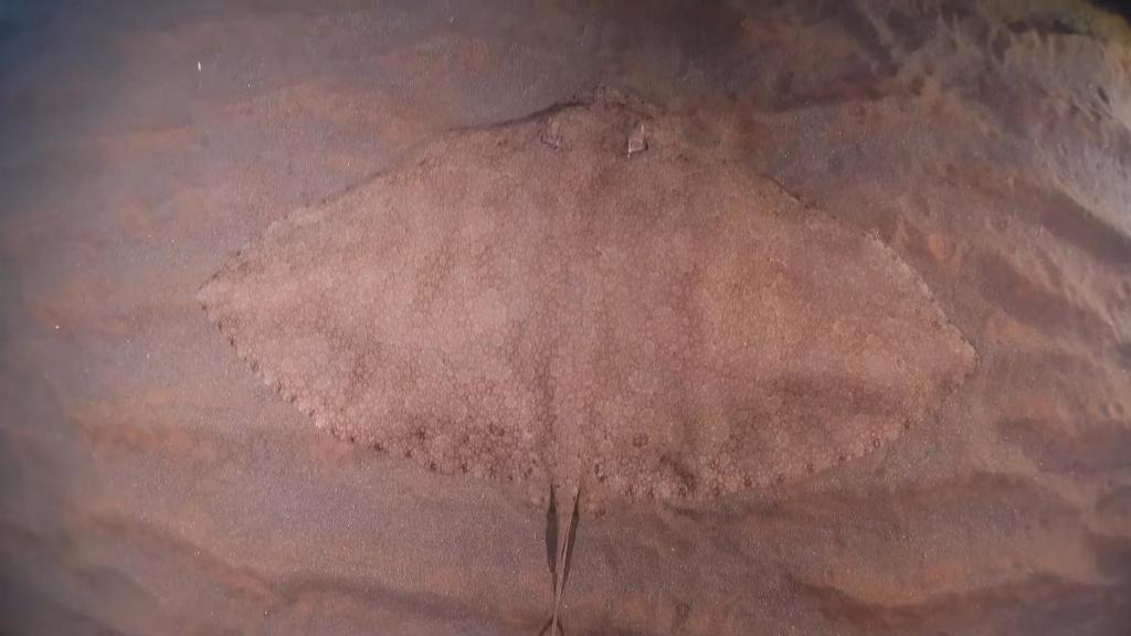 Una mantelina o raya mariposa, especie en peligro, detectada por ANSE frente a la Bahía de Portmán.