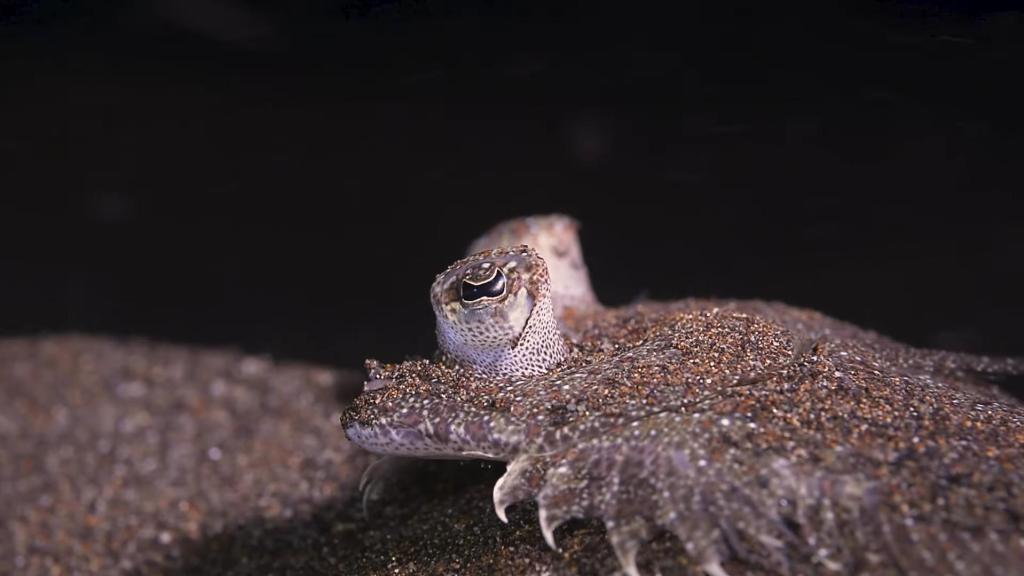 Un lenguado detectado en una inmersión nocturna de ANSE frente a la Bahía de Portmán.