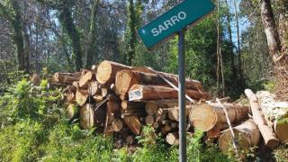 Árboles talados en montes de Oleiros (A Coruña)