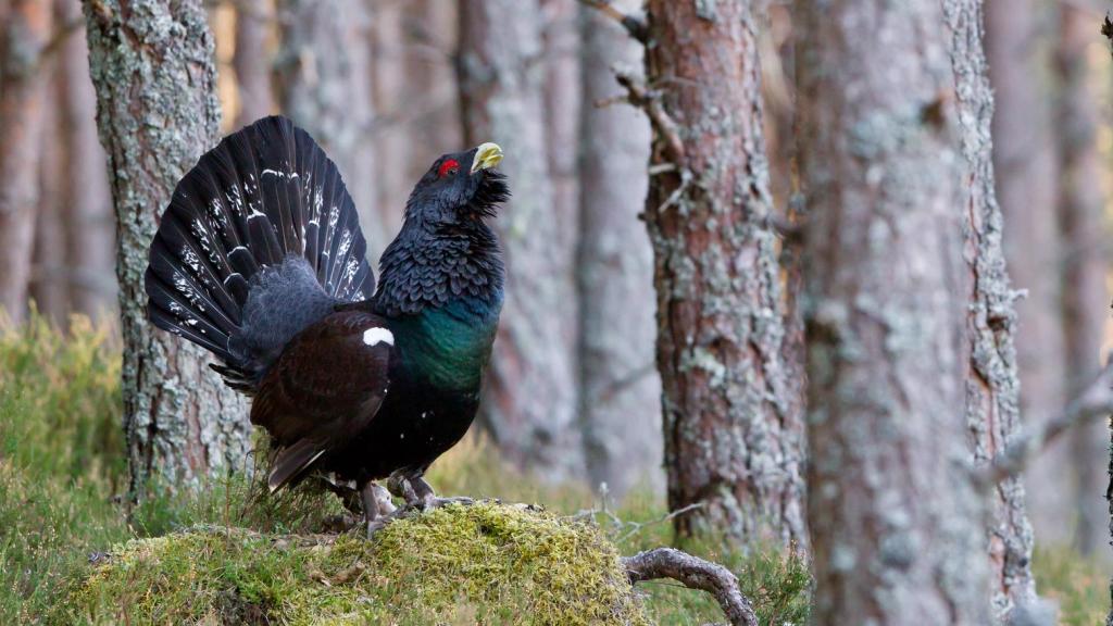 Imagen de archivo de un urogallo, animal que se encuentra en peligro de extinción en España.