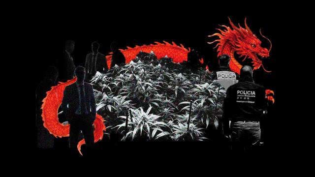 La presencia de la mafia china ha aumentado en España a través de las plantaciones de marihuana.