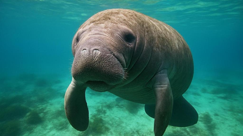 El pequeño pueblo de Florida donde se puede nadar con manatíes de forma segura y legal