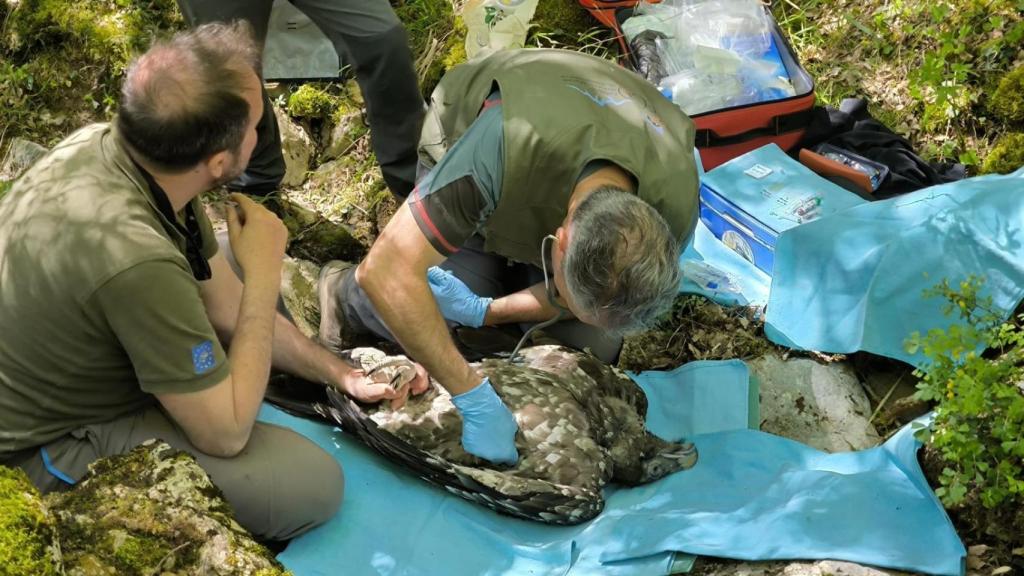 Imagen del nacimiento del quebrantahuesos