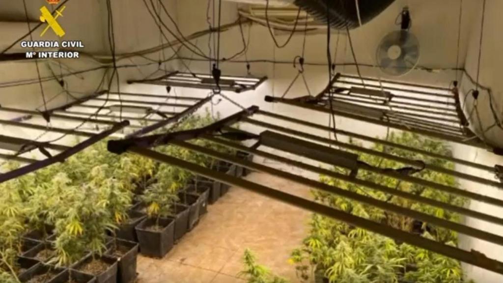 Plantación de marihuana en Lillo.