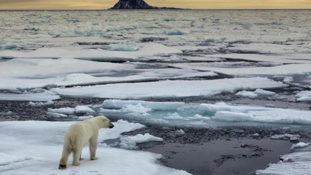 Un oso polar en el océano Ártico.