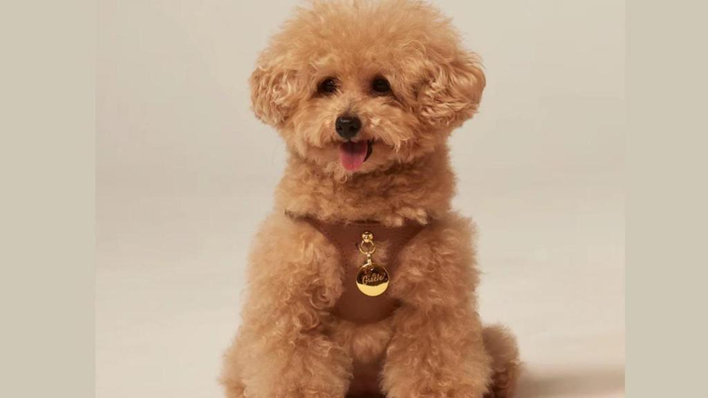 Caniche con arnés de piel y collar de Branni Pets.