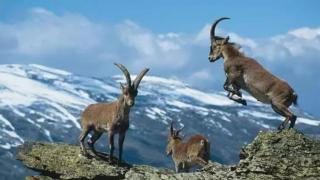 Varias cabras montés.