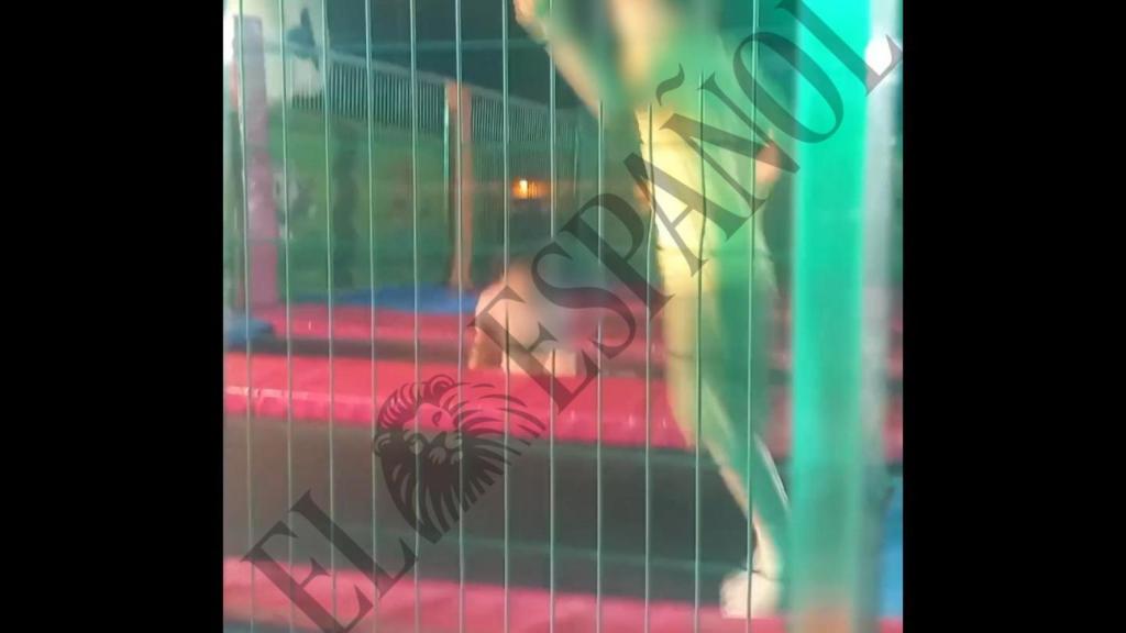 Un fotograma del vídeo de las camas elásticas donde murió electrocutada una niña en las fiestas de Alquerías.