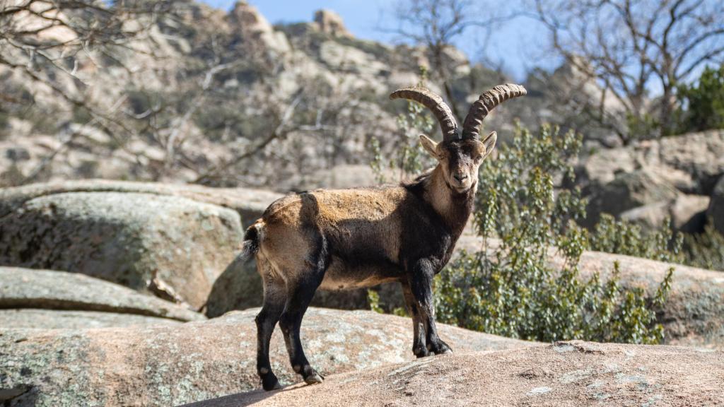 Una cabra montés en La Pedriza (Manzanares el Real, Madrid).
