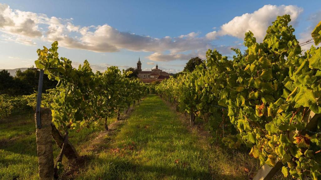 Viñedos del furancho Reboraina