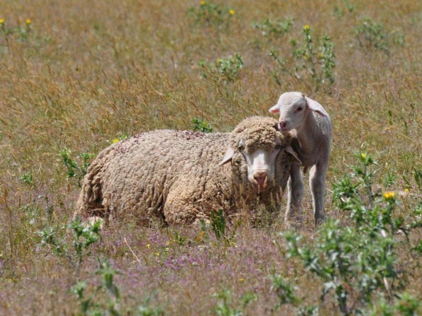 La lana se ha convertido en uno de los bienes de mayor importancia en España.