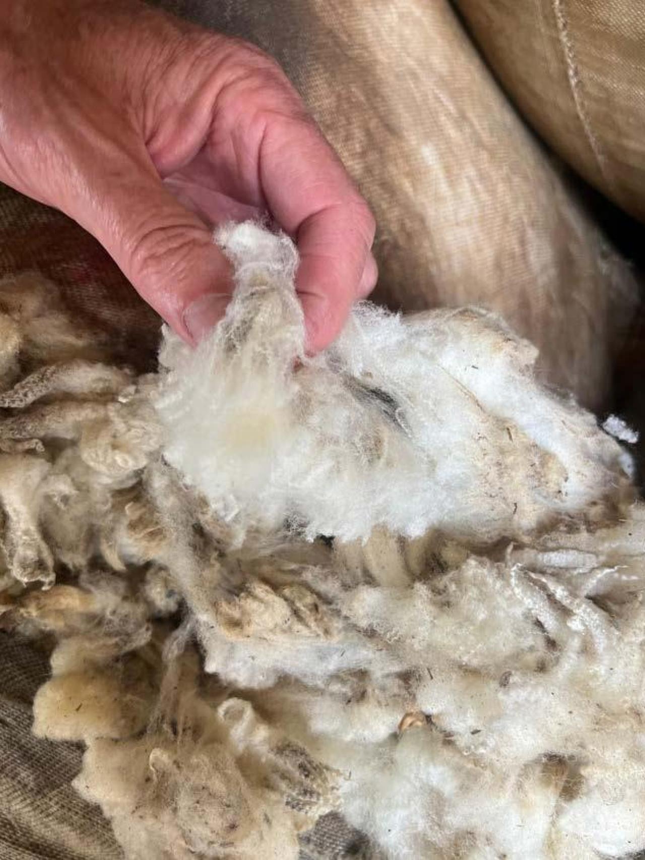 El objetivo de recuperación de una lana de máxima calidad se ha alcanzado.