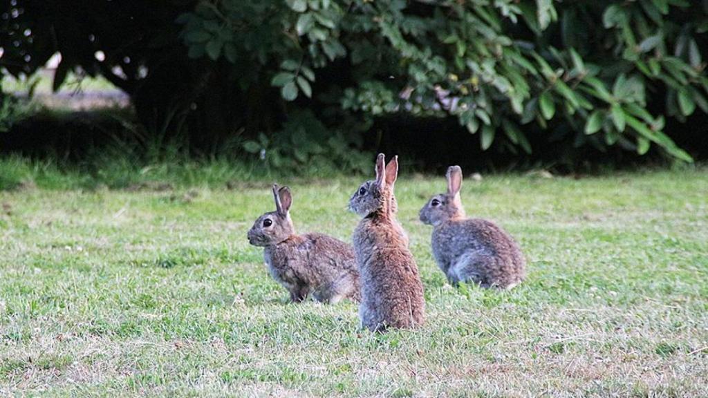 Conejos silvestre en el campo.