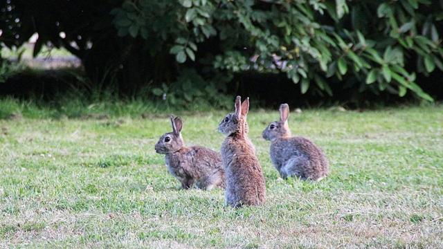 Conejos silvestre en el campo.