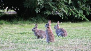 Conejos silvestre en el campo.