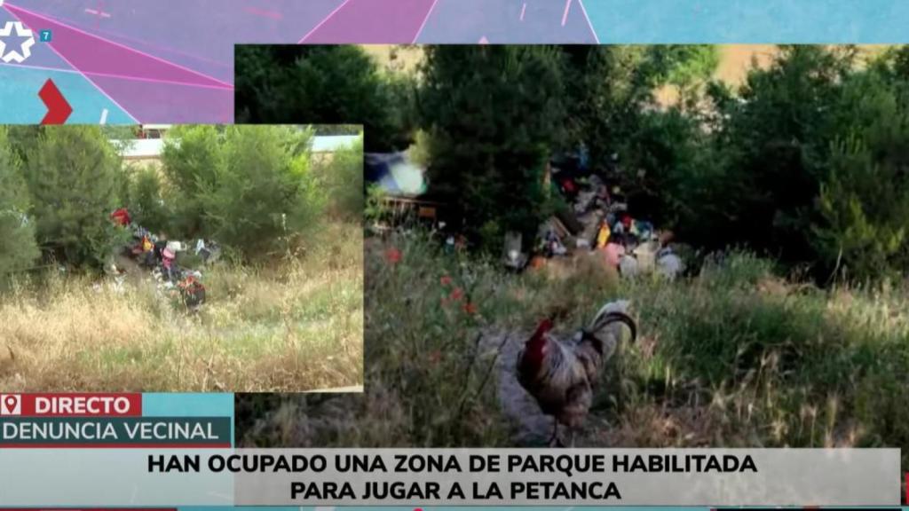 Los gallos atacan a los viandantes.