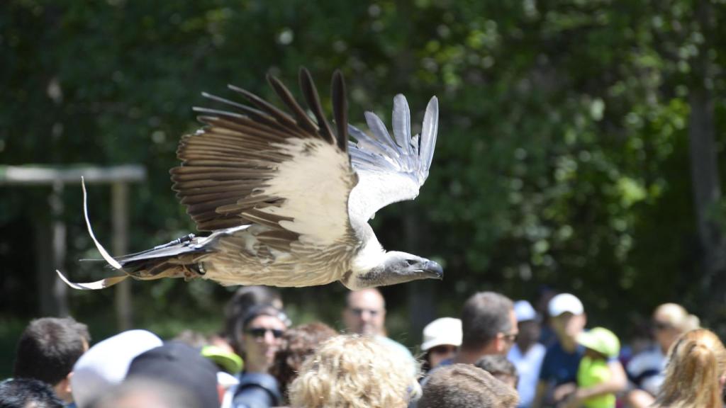 Espectáculo de aves rapaces