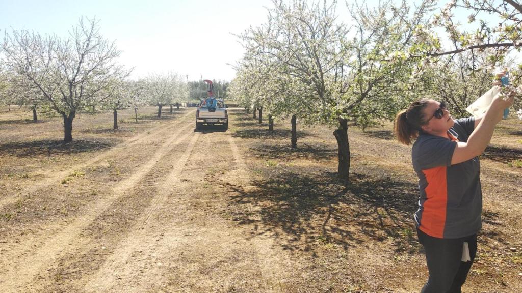 Eva, la fundadora de Bisari, polinizando un almendro.