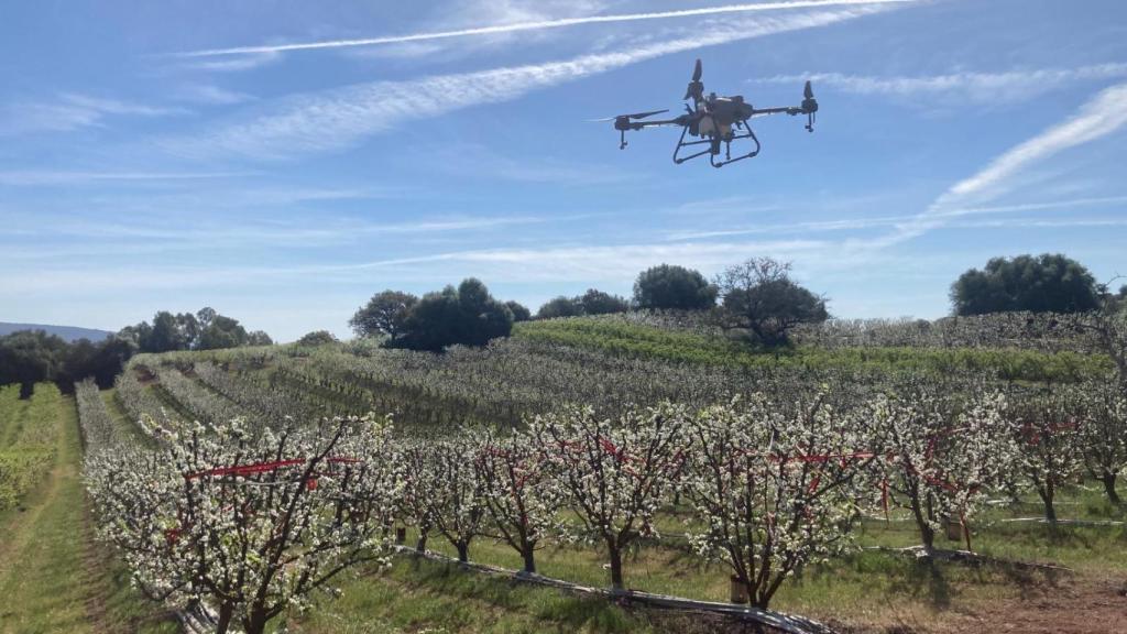 Un dron de Bisari, cargado de polen, polinizando una explotación de almendros