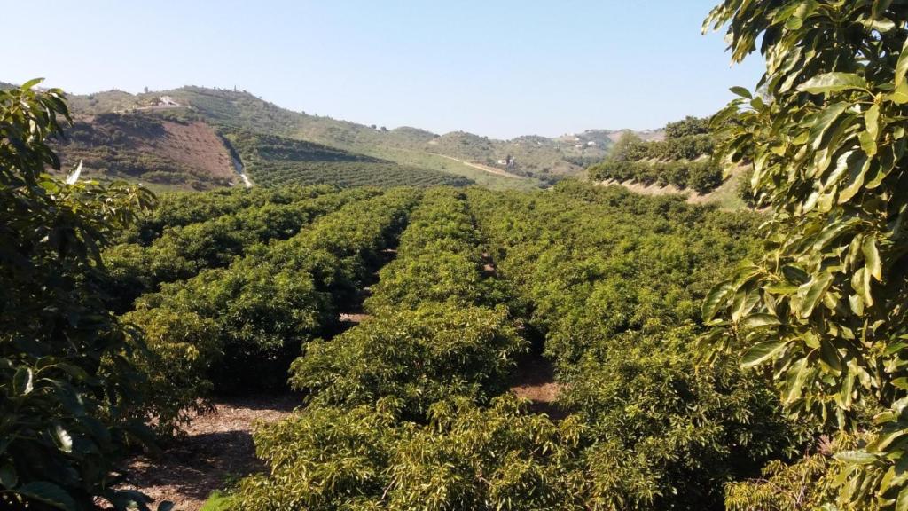 Una plantación de aguacates polinizados por Bisari mediante nebulizadores.