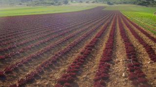 Algunas fincas del Grupo Lucas.