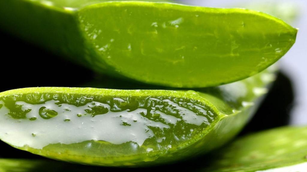 Hojas de aloe vera.