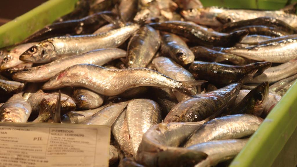 Sardinas expuestas en el Mercado do Berbés