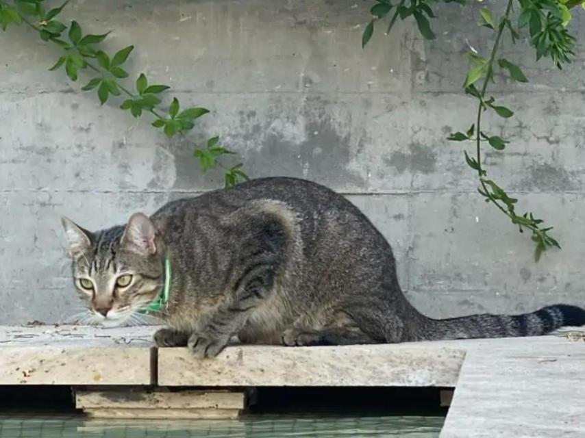 Piscina de la vivienda.