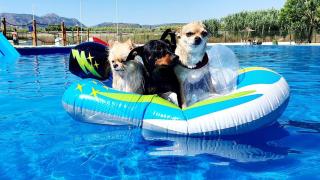 Abre la mayor piscina para perros en un pueblo de Alicante: 1000 m2, cascadas de piedra y toboganes