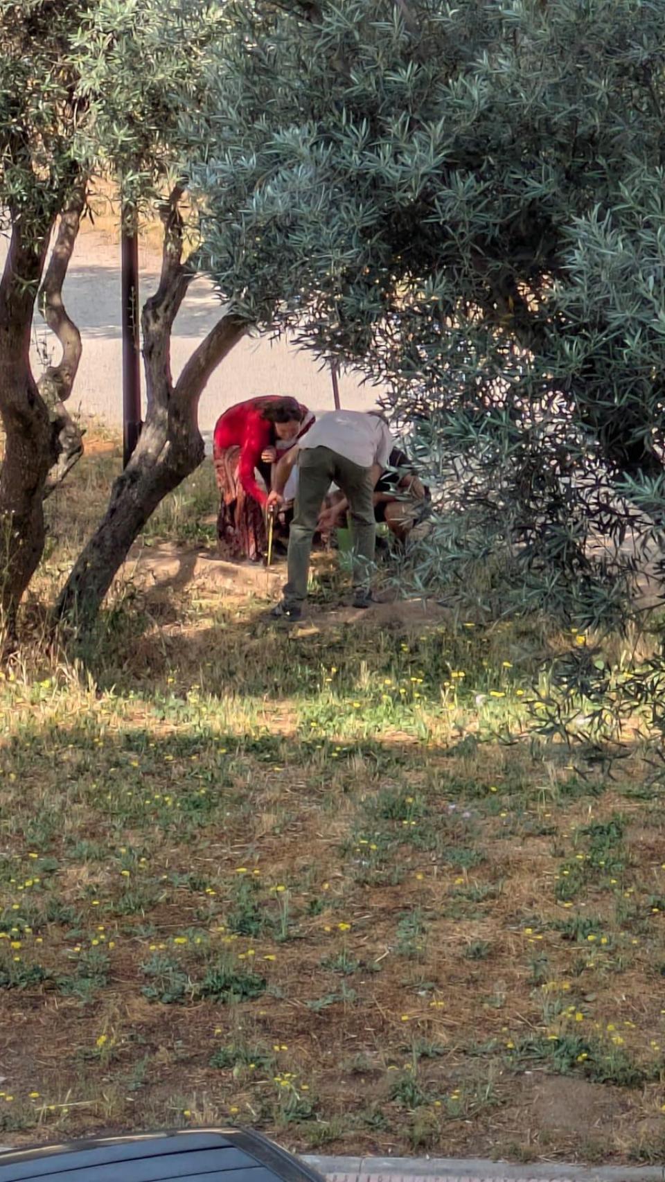 Midiendo el perímetro del olivo y las raíces.