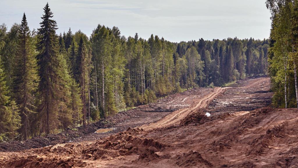 La desforestación de un bosque para la construcción de una carretera