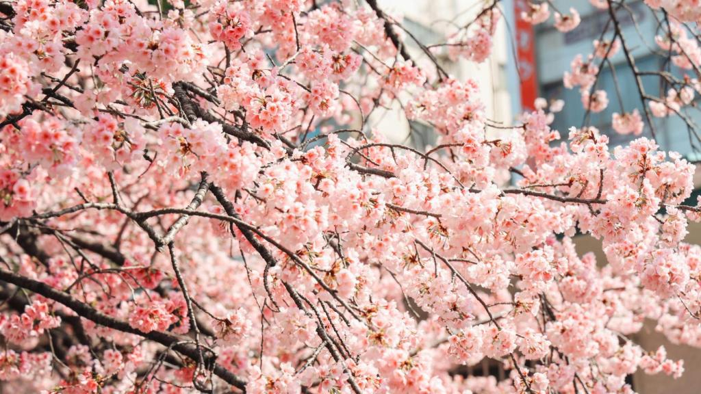 Cerezos en flor en el Parque Ueno.